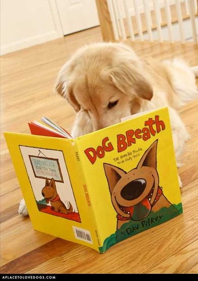 Dog Days Of Summer